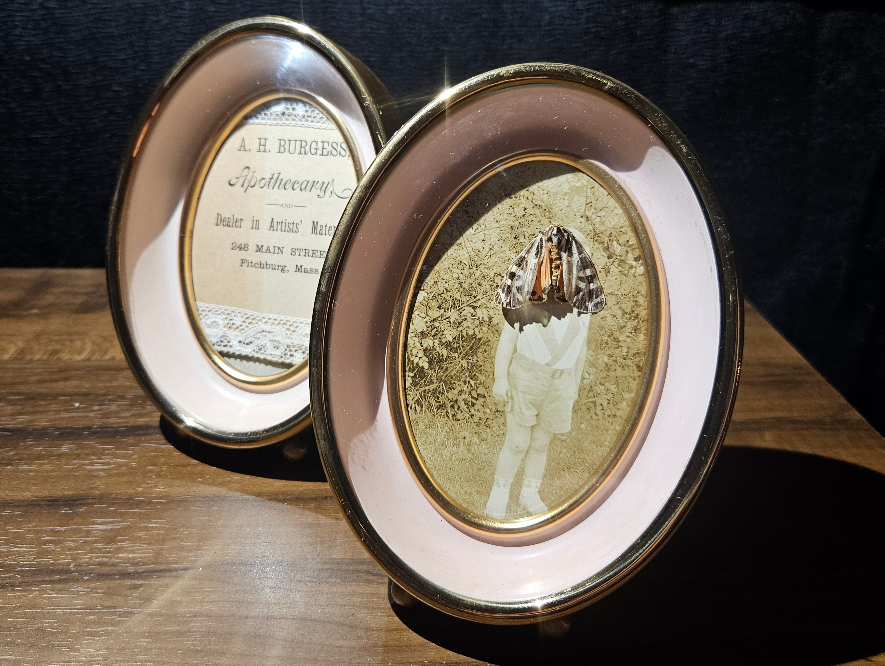 Antique Photograph & Tiger Moth Gold Oval Frame Shadowbox