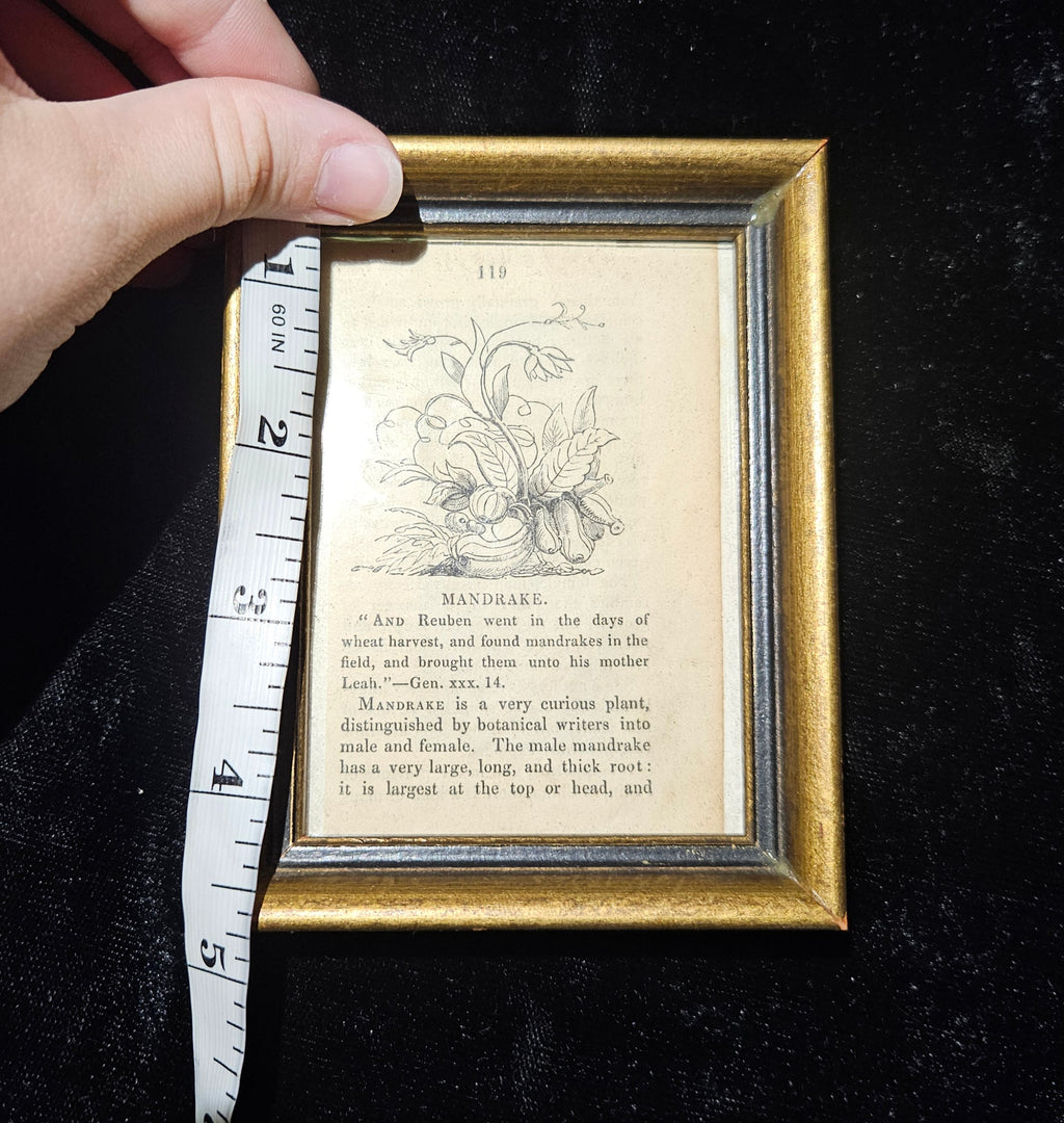 Antique Victorian Mandrake Framed Book Illustration