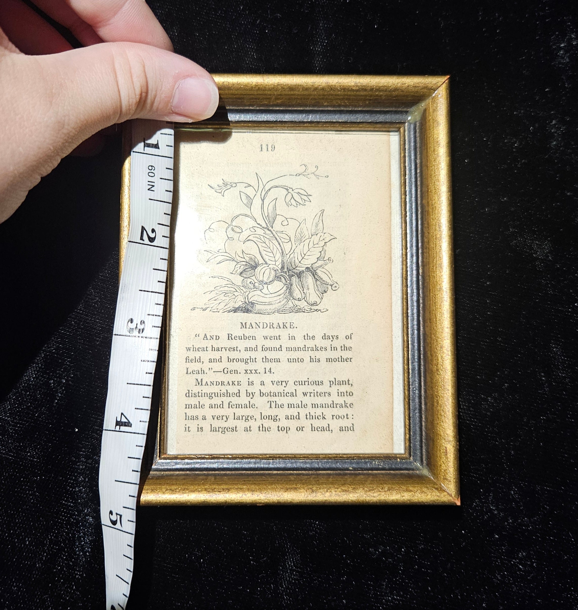 Antique Victorian Mandrake Framed Book Illustration