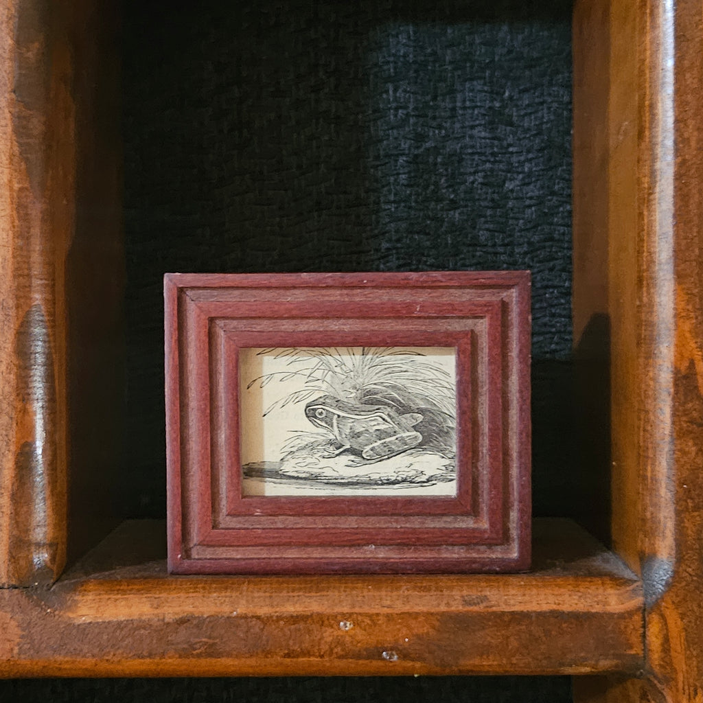 Mini Antique Victorian Frog Framed Illustration