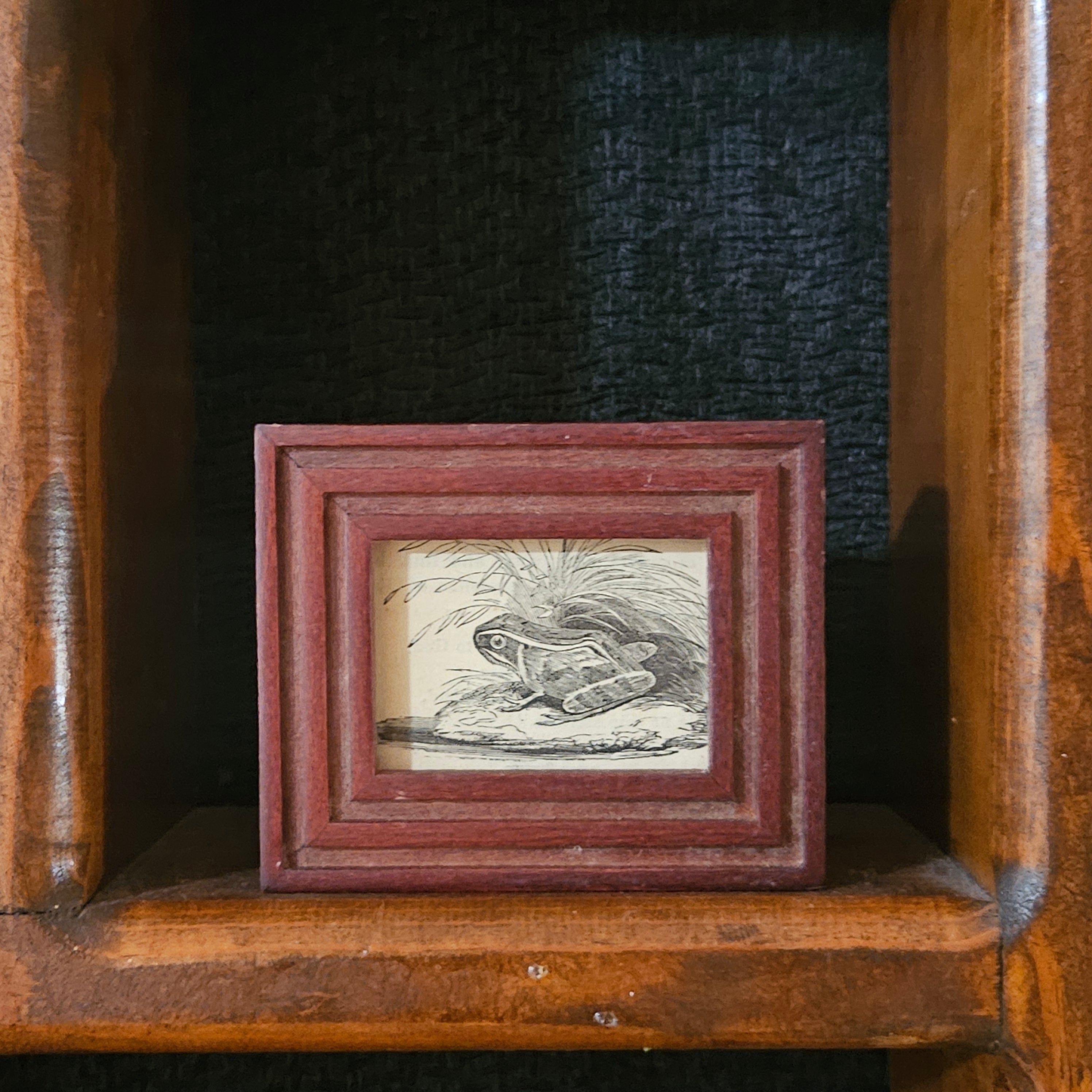 Mini Antique Victorian Frog Framed Illustration