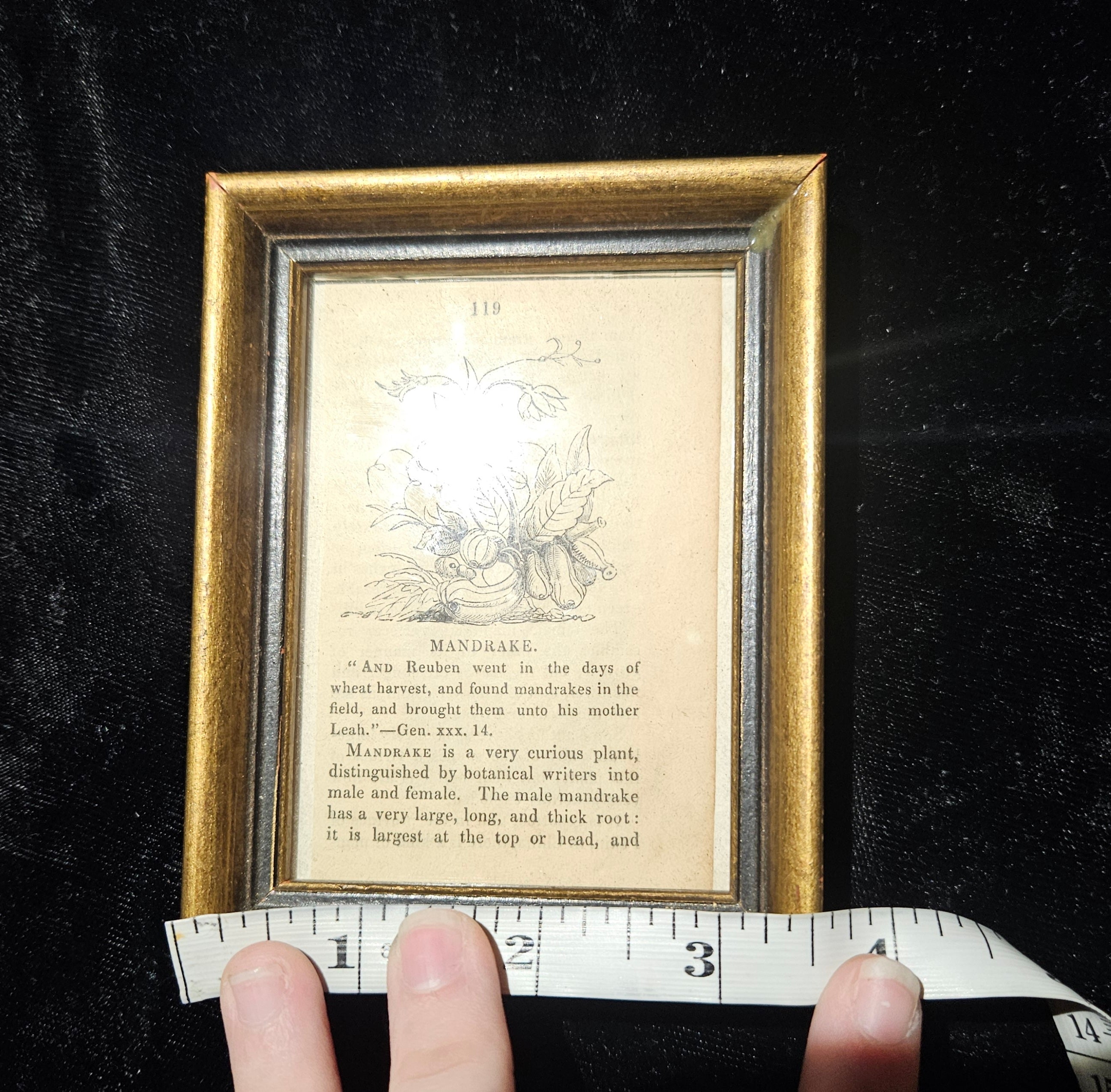 Antique Victorian Mandrake Framed Book Illustration