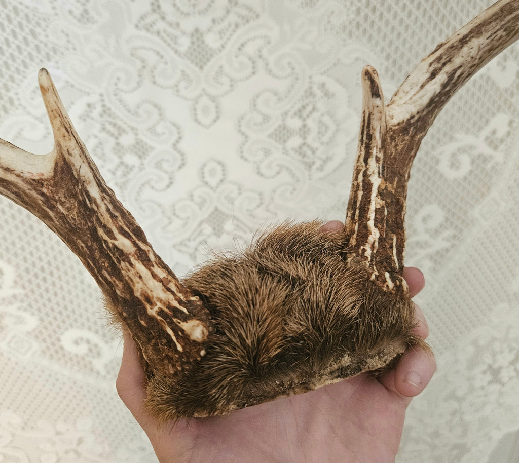Vintage 8 Point Deer Antler Mount With Fur
