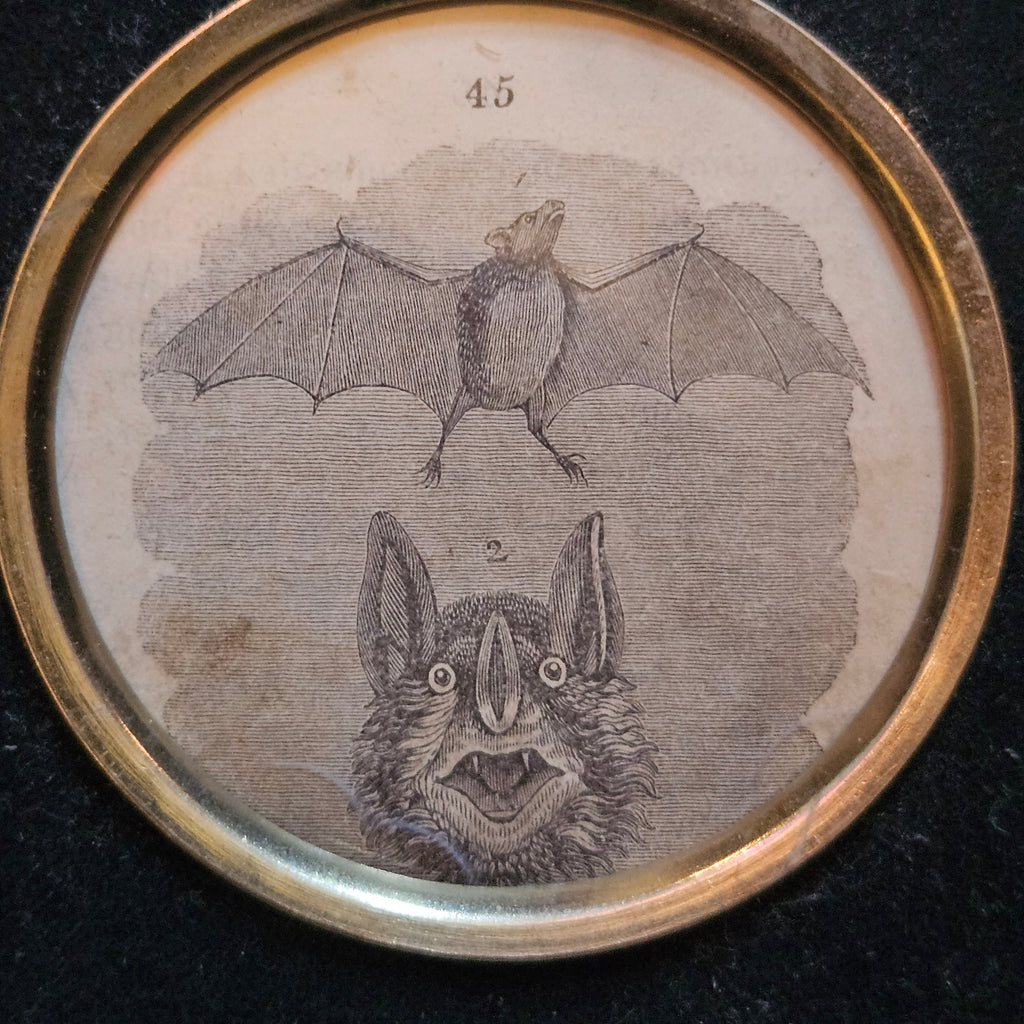 Antique Victorian Bat Framed Book Illustration