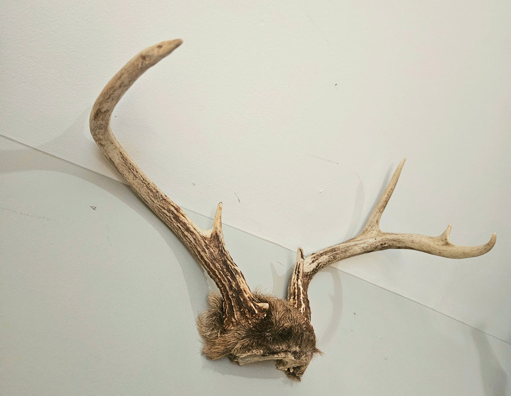 Vintage 8 Point Deer Antler Mount With Fur