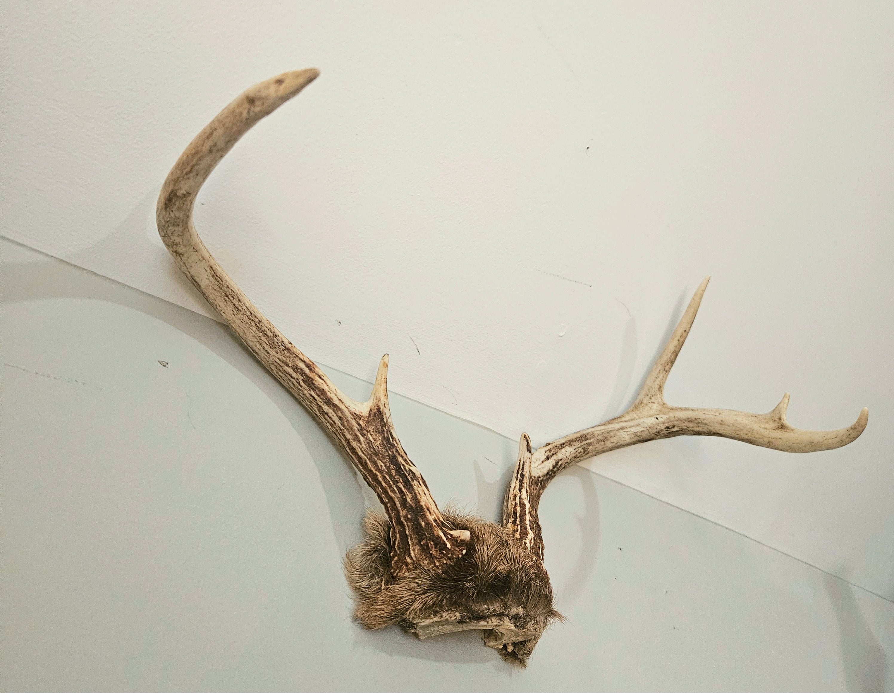 Vintage 8 Point Deer Antler Mount With Fur