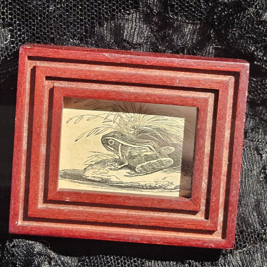Mini Antique Victorian Frog Framed Illustration