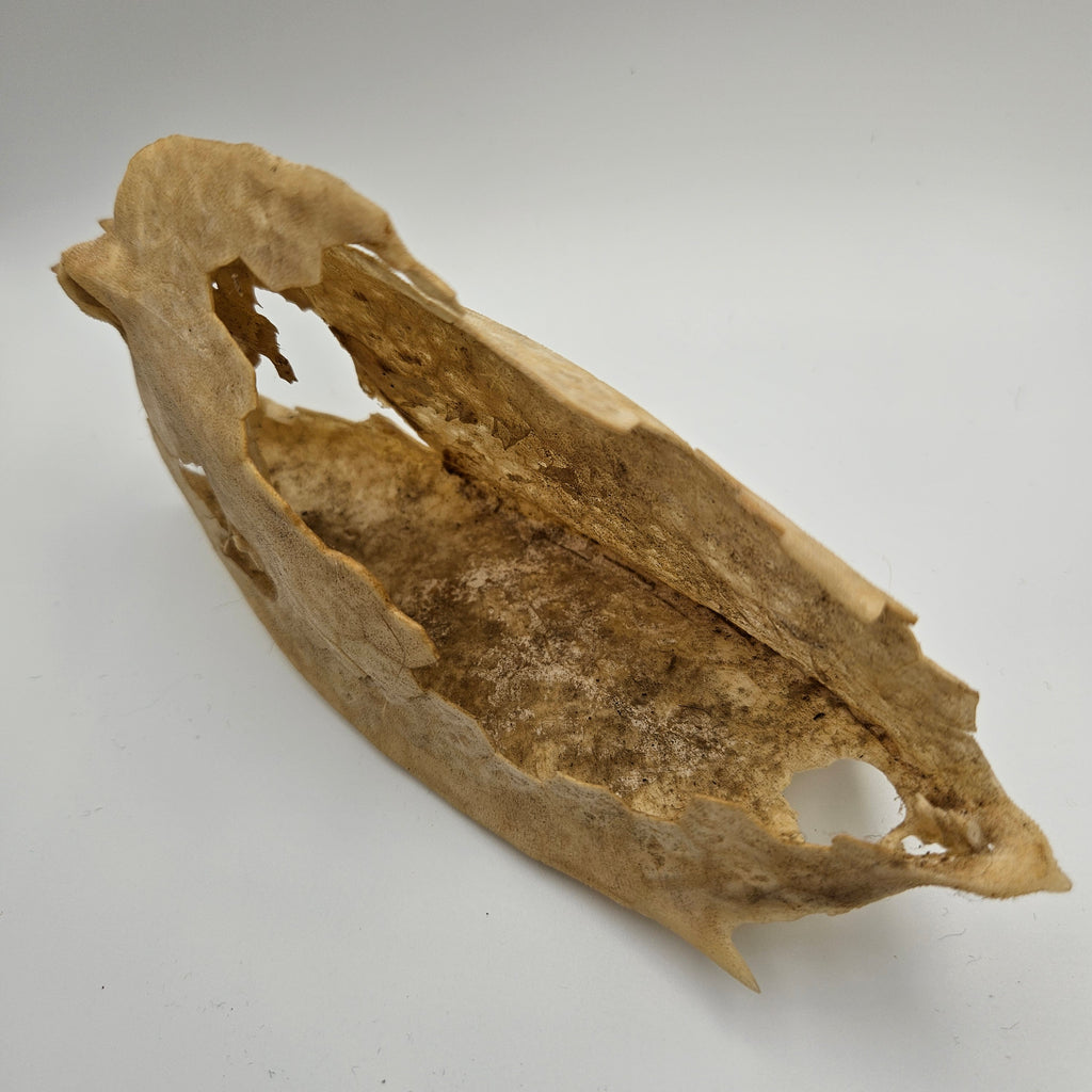 Cowfish Skeleton