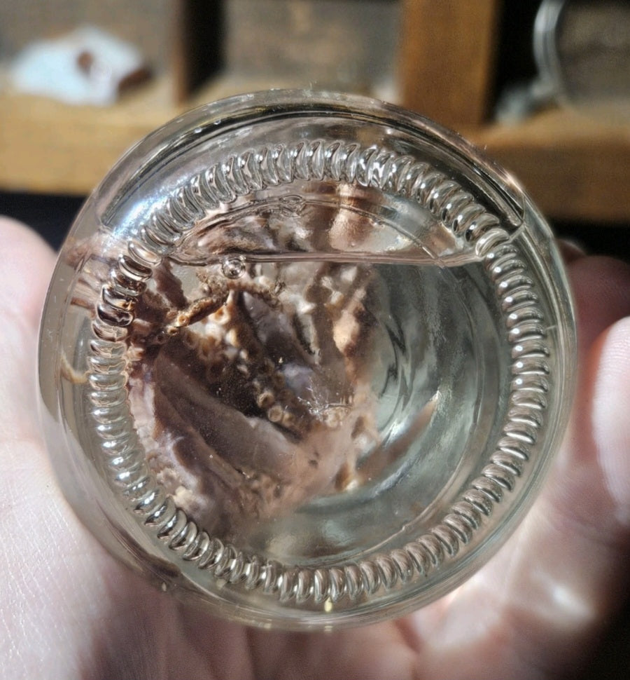 Vintage Octopus Lab Wet Specimen