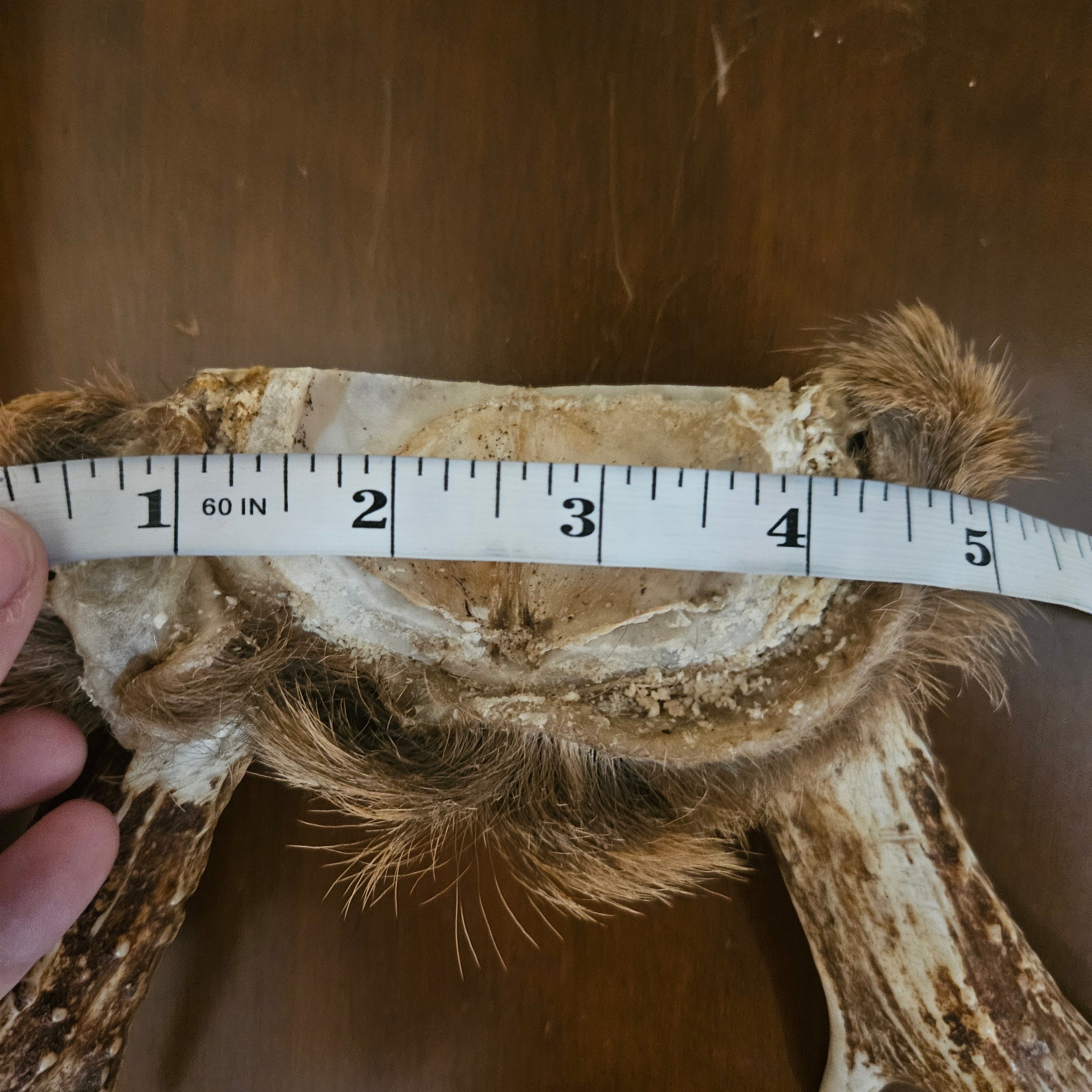 Vintage 8 Point Deer Antler Mount With Fur