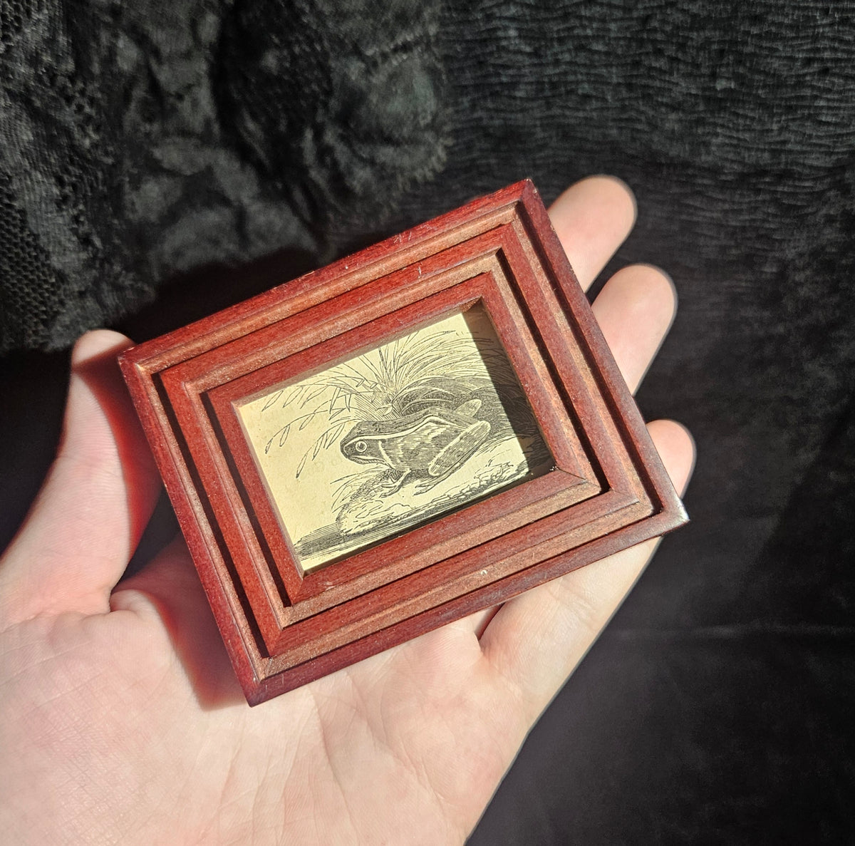 Mini Antique Victorian Frog Framed Illustration