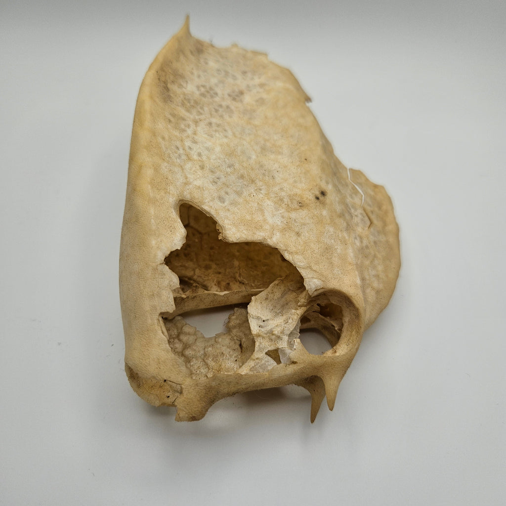 Cowfish Skeleton