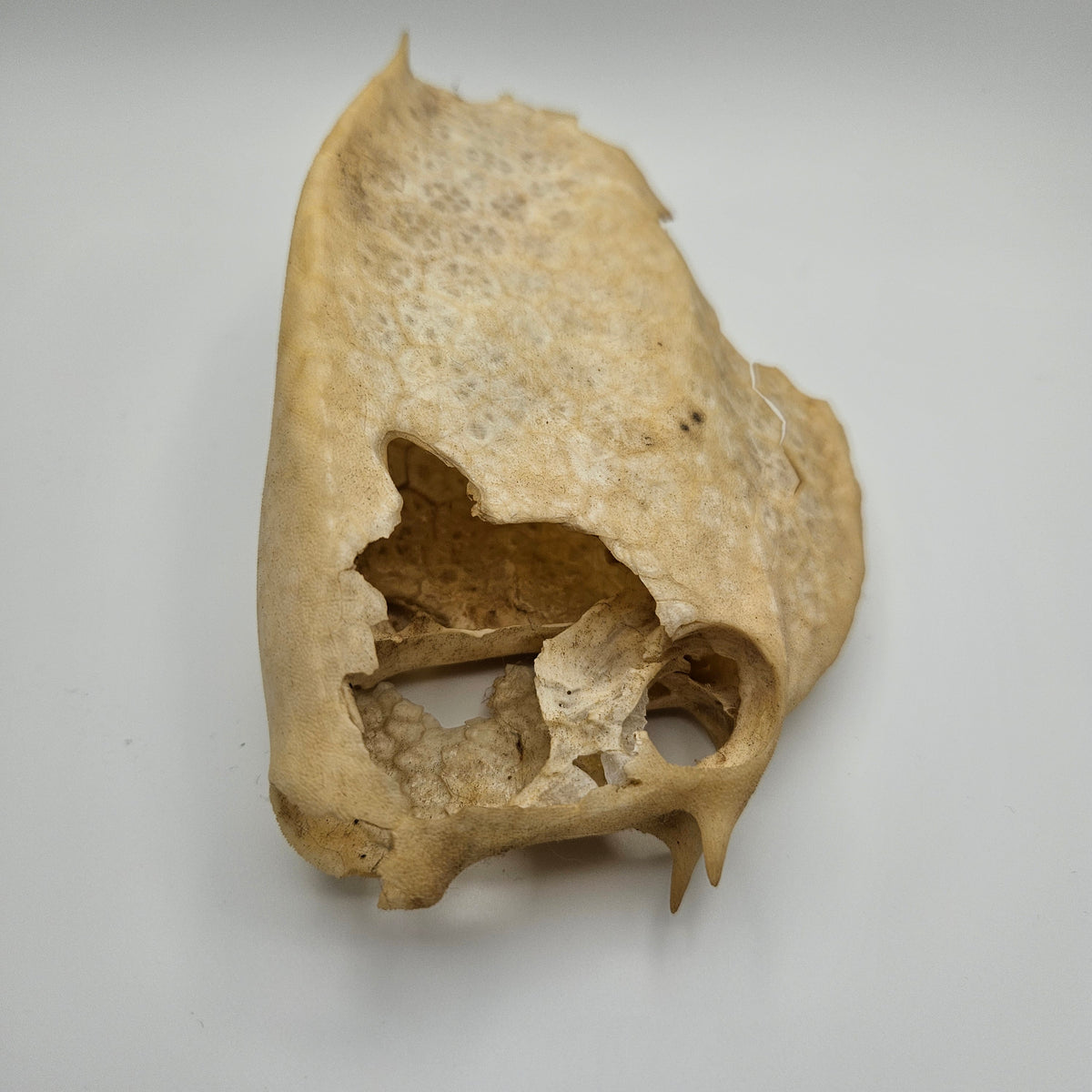 Cowfish Skeleton
