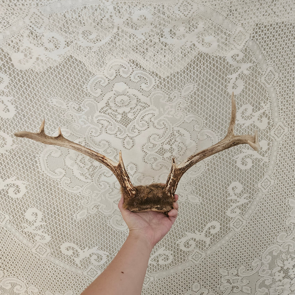 Vintage 8 Point Deer Antler Mount With Fur