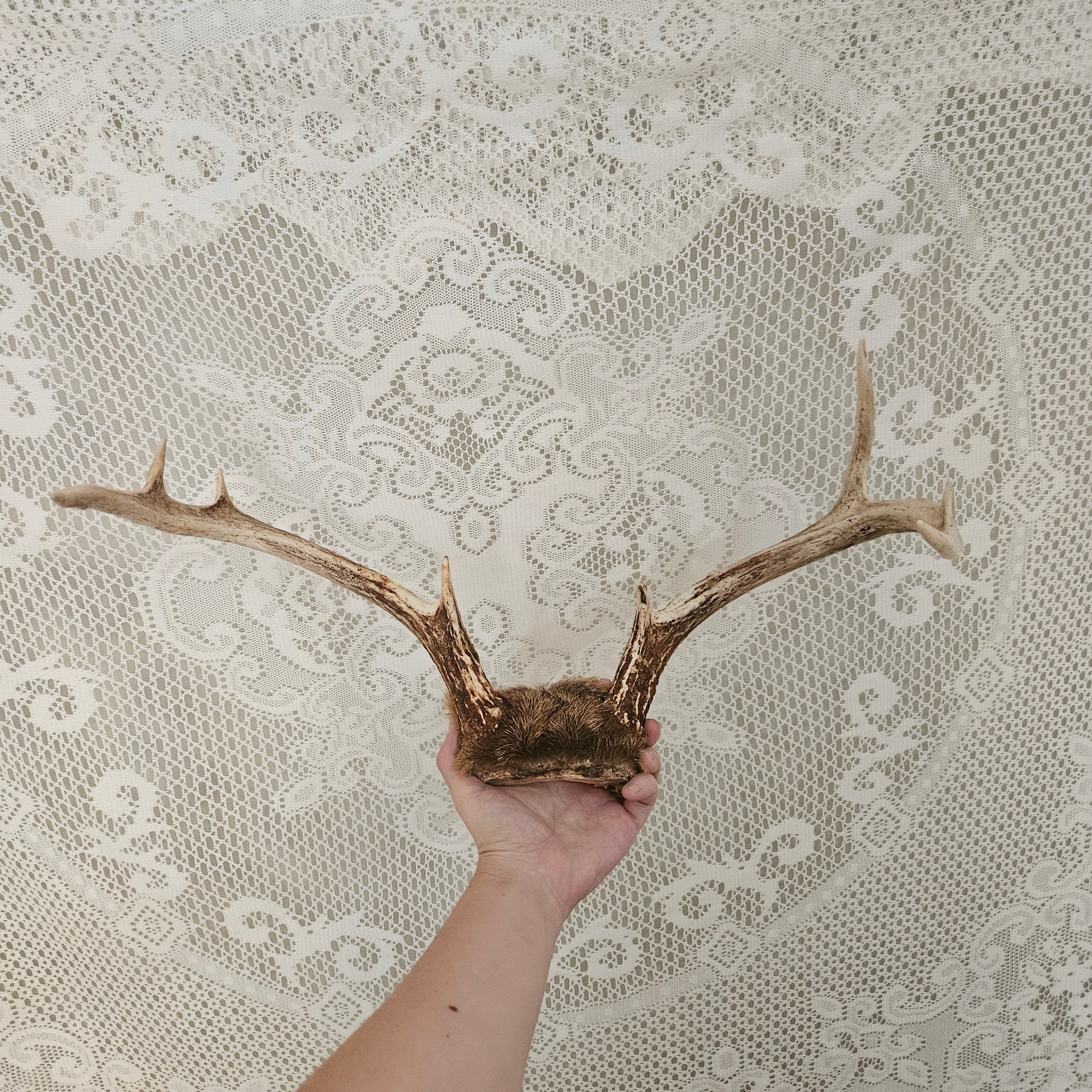 Vintage 8 Point Deer Antler Mount With Fur