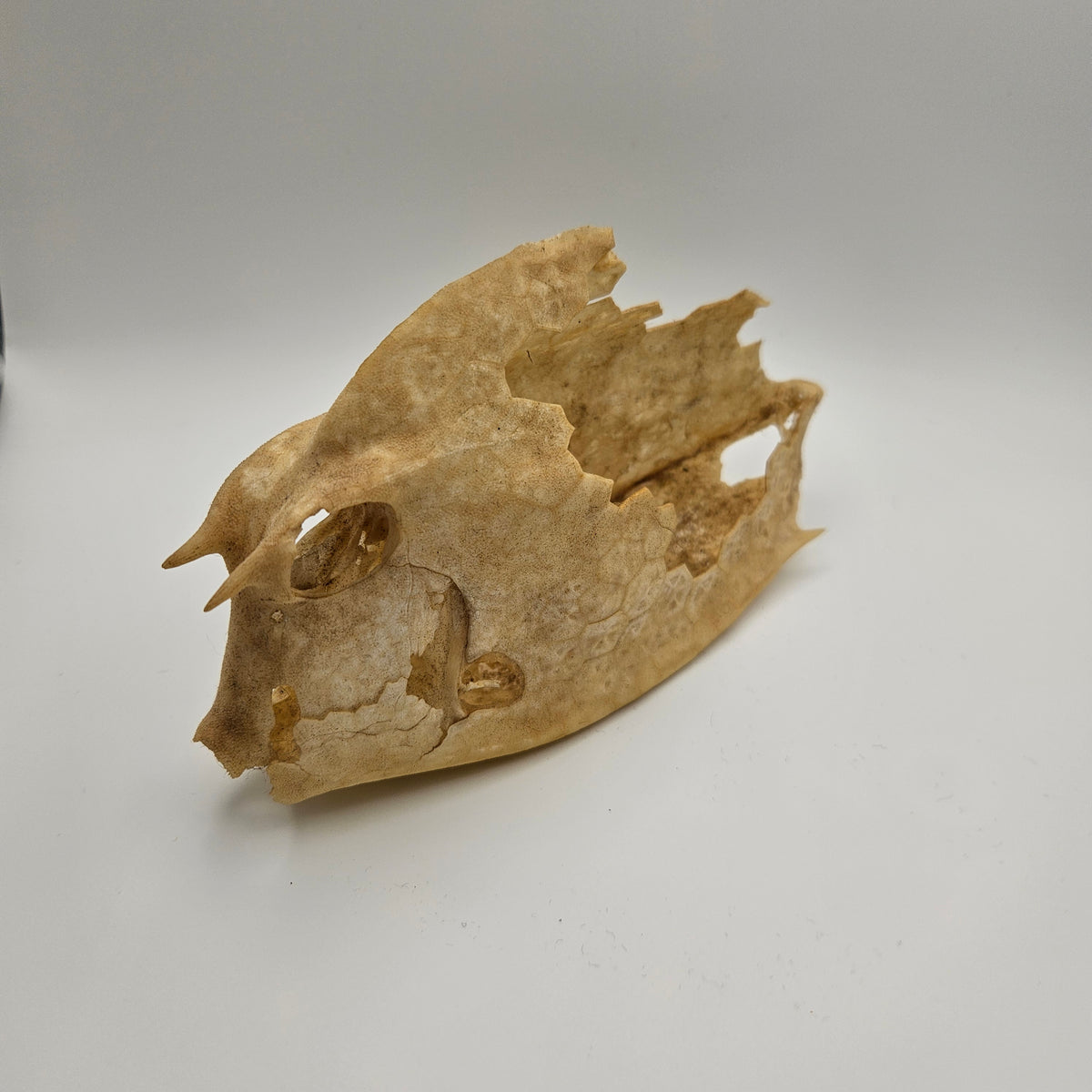 Cowfish Skeleton