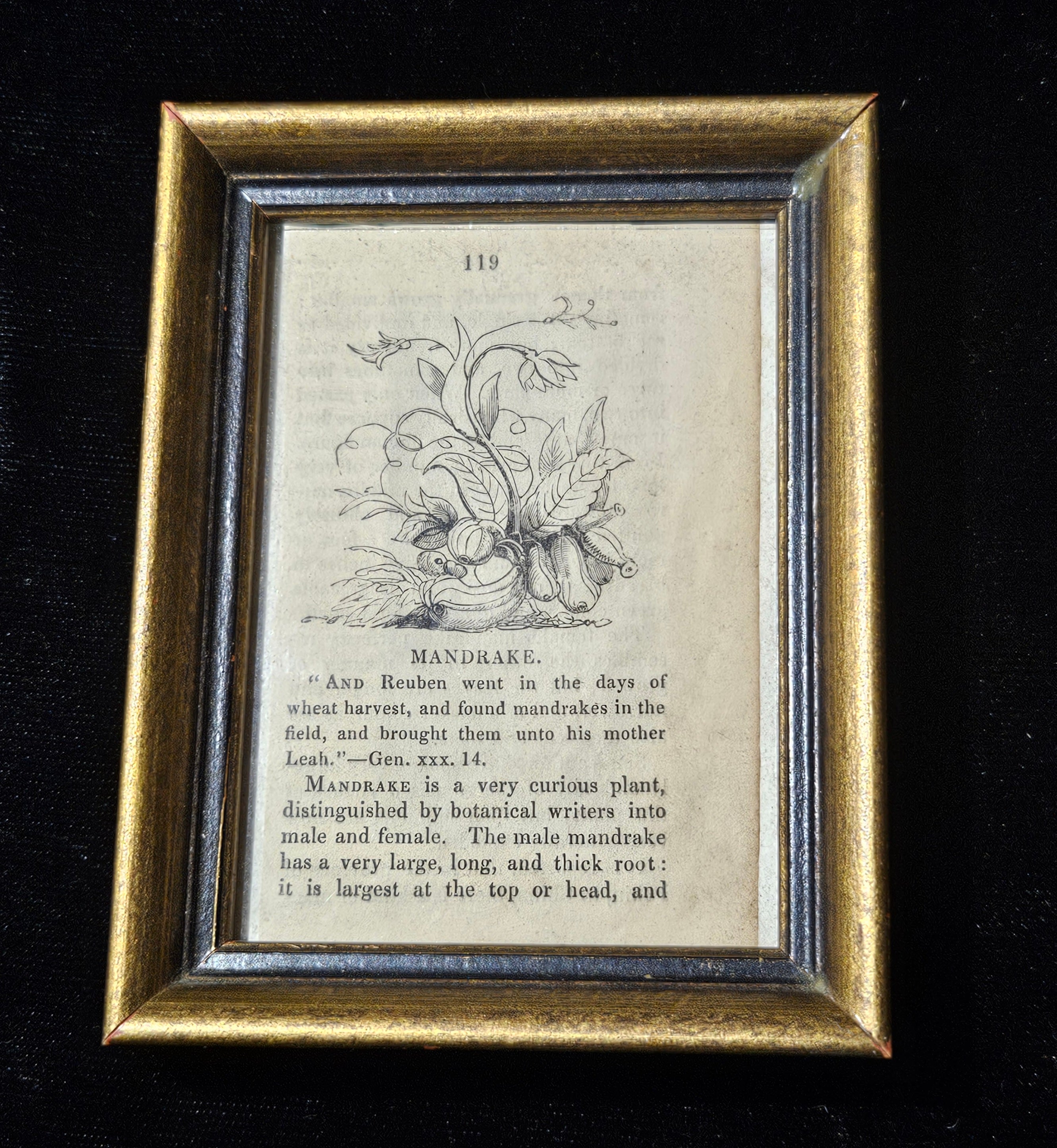 Antique Victorian Mandrake Framed Book Illustration