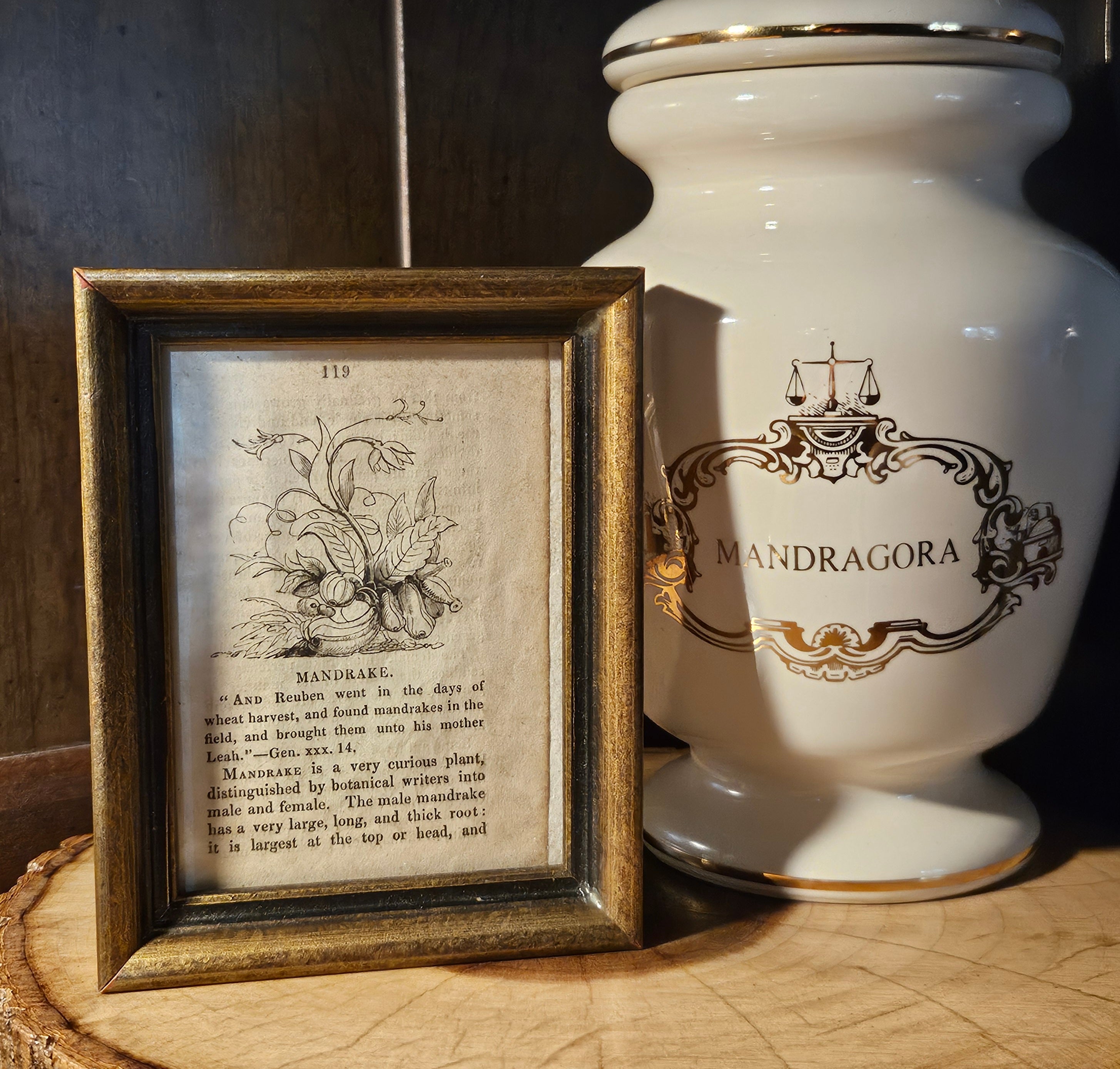 Antique Victorian Mandrake Framed Book Illustration