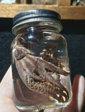 Vintage Octopus Lab Wet Specimen