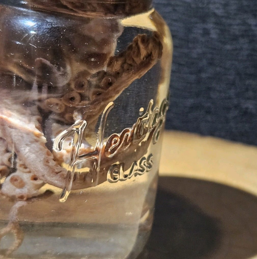 Vintage Octopus Lab Wet Specimen