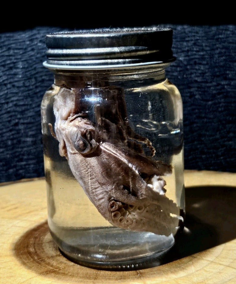 Vintage Octopus Lab Wet Specimen