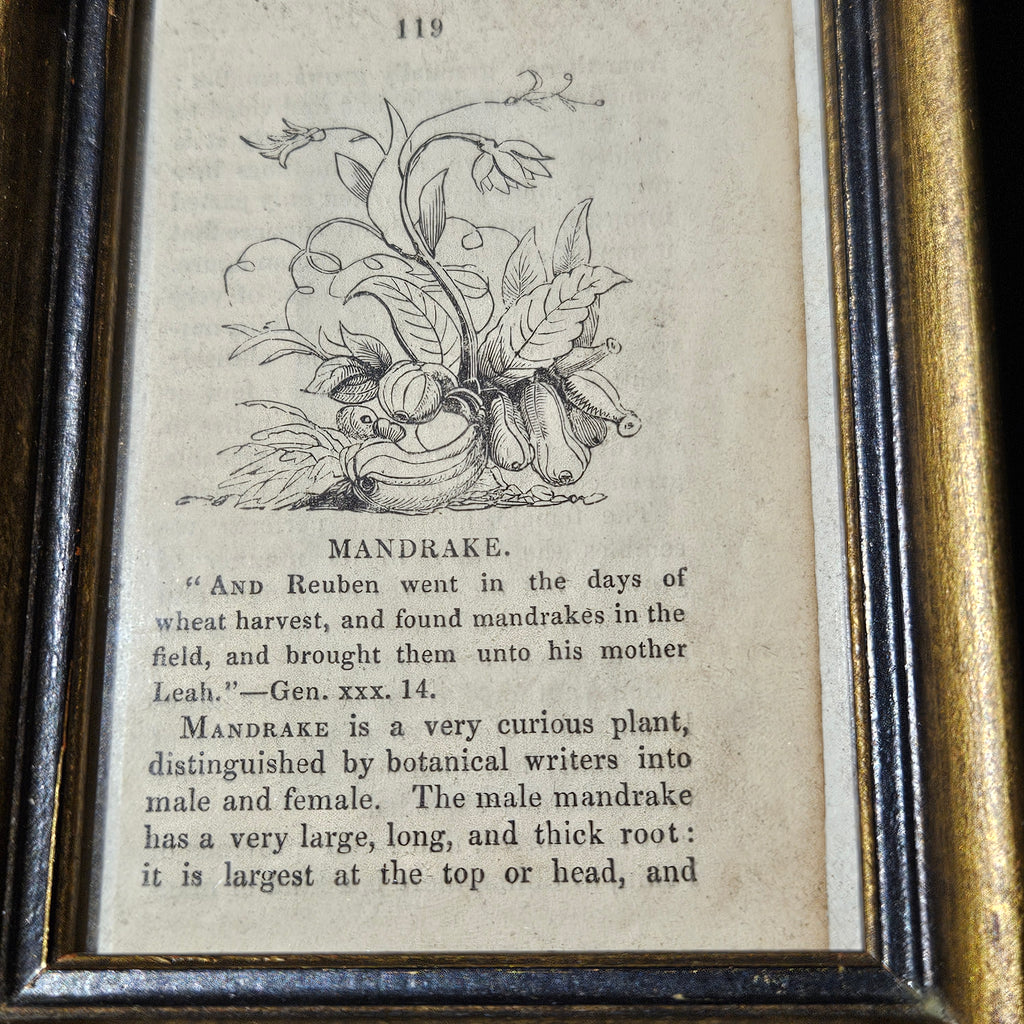 Antique Victorian Mandrake Framed Book Illustration
