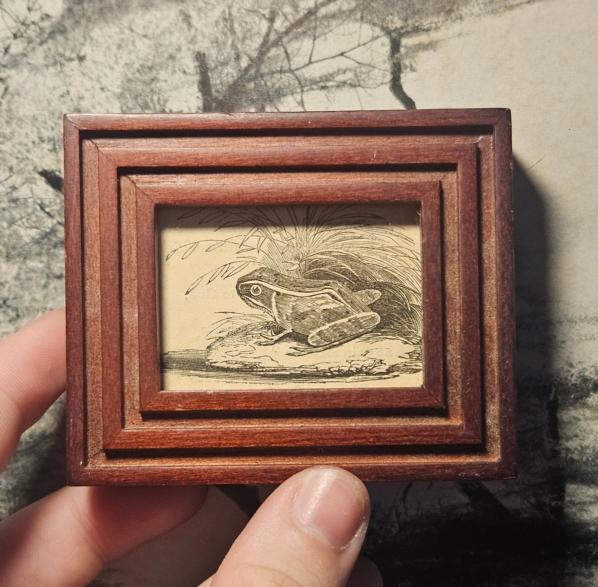 Mini Antique Victorian Frog Framed Illustration