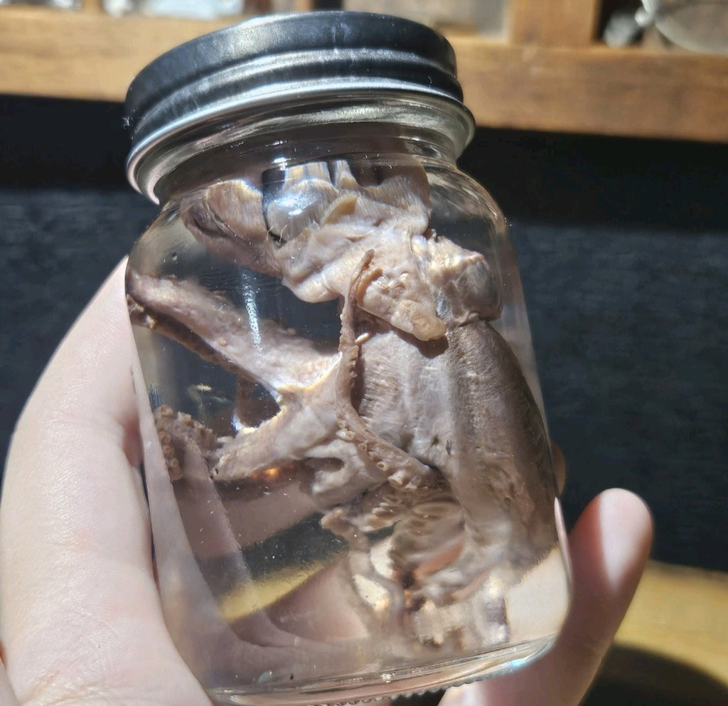 Vintage Octopus Lab Wet Specimen