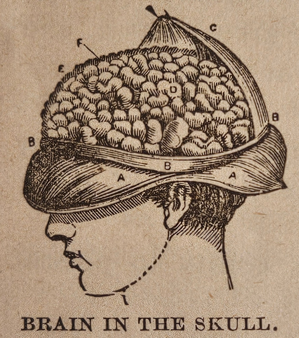 Wells' 1890 New Descriptive Chart Practical Phrenology Pamphlet