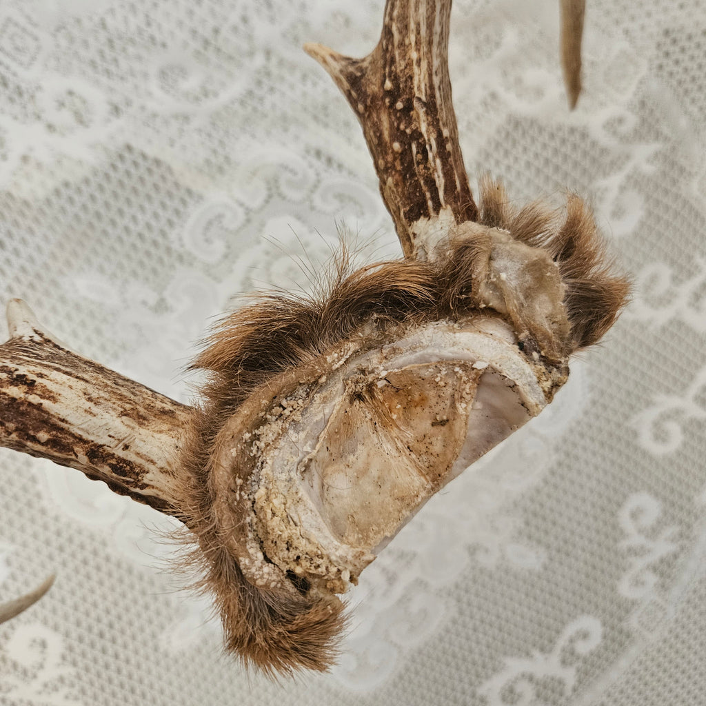 Vintage 8 Point Deer Antler Mount With Fur