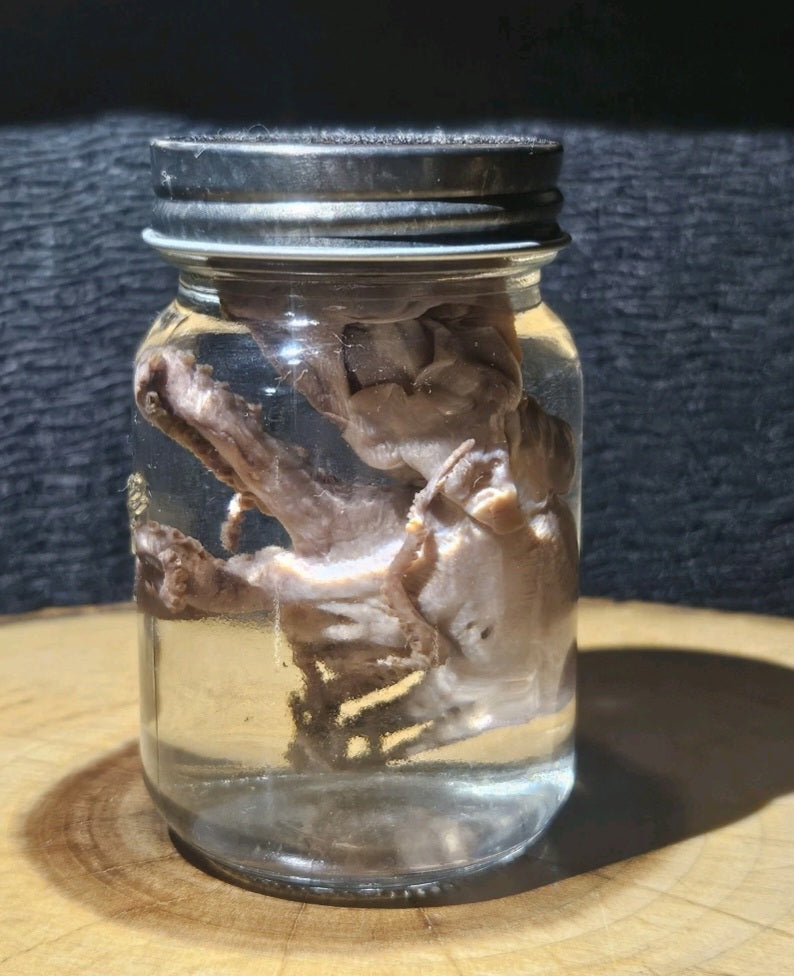 Vintage Octopus Lab Wet Specimen