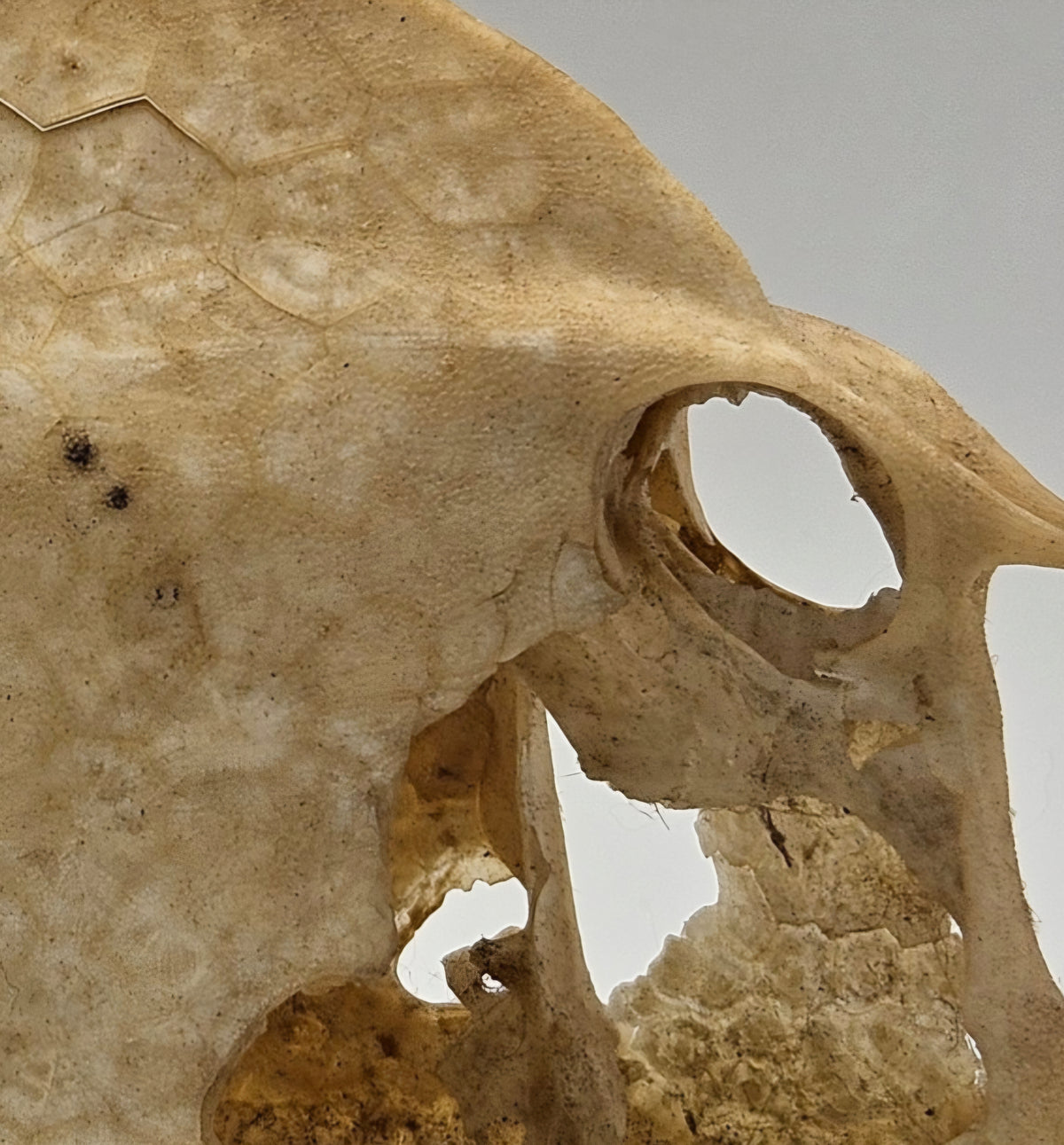 Cowfish Skeleton
