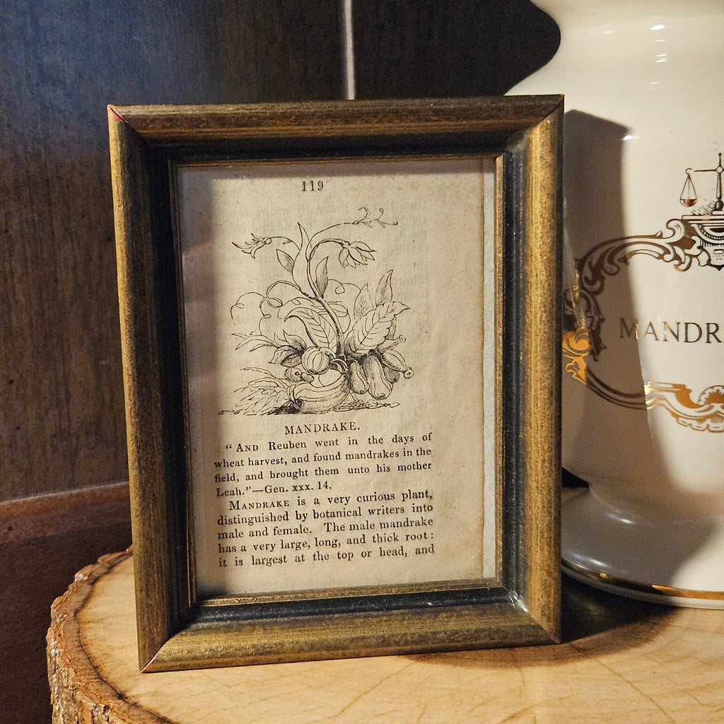 Antique Victorian Mandrake Framed Book Illustration