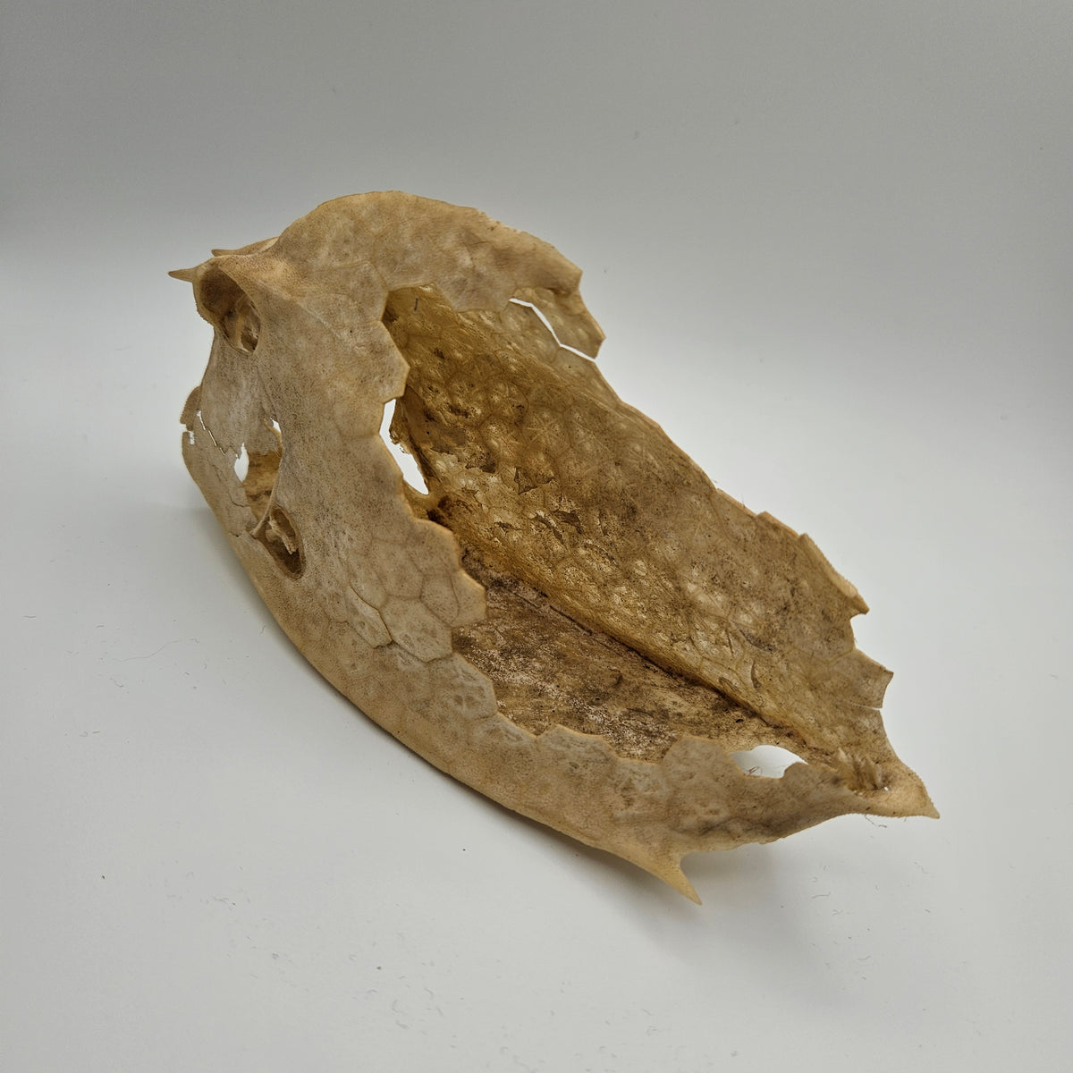 Cowfish Skeleton