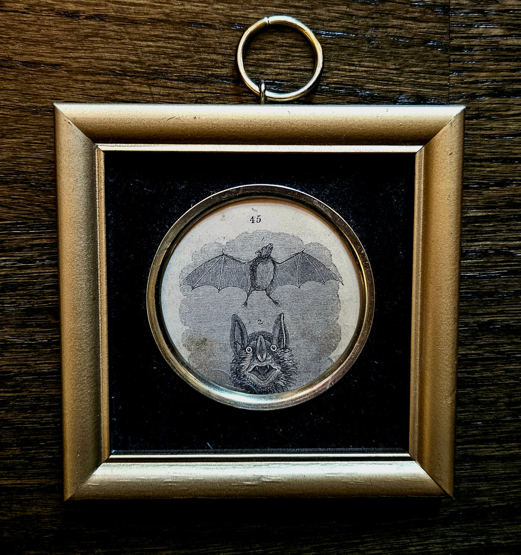 Antique Victorian Bat Framed Book Illustration