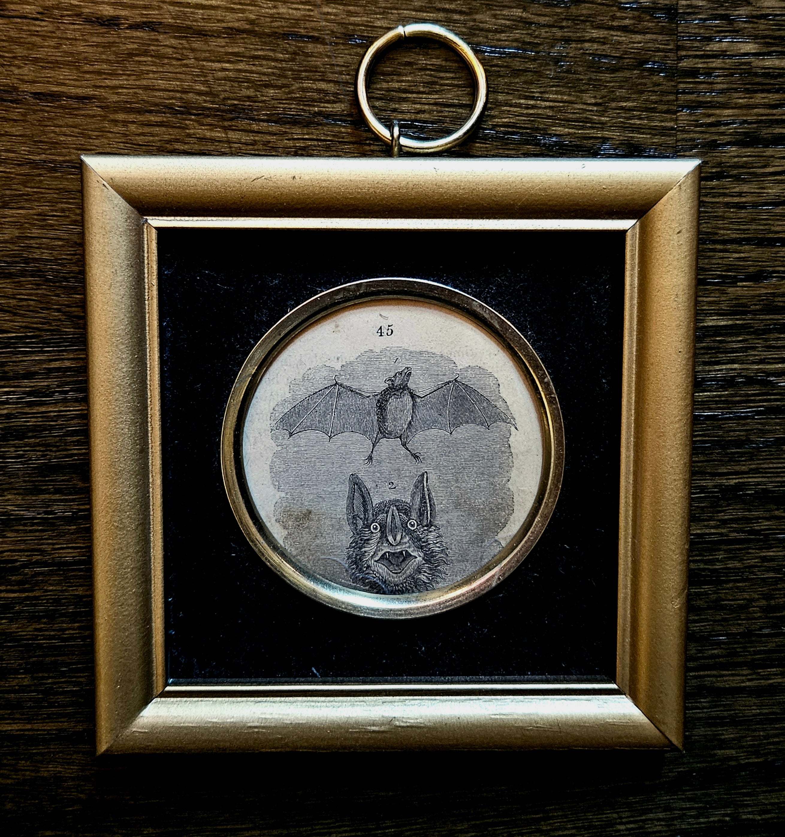 Antique Victorian Bat Framed Book Illustration