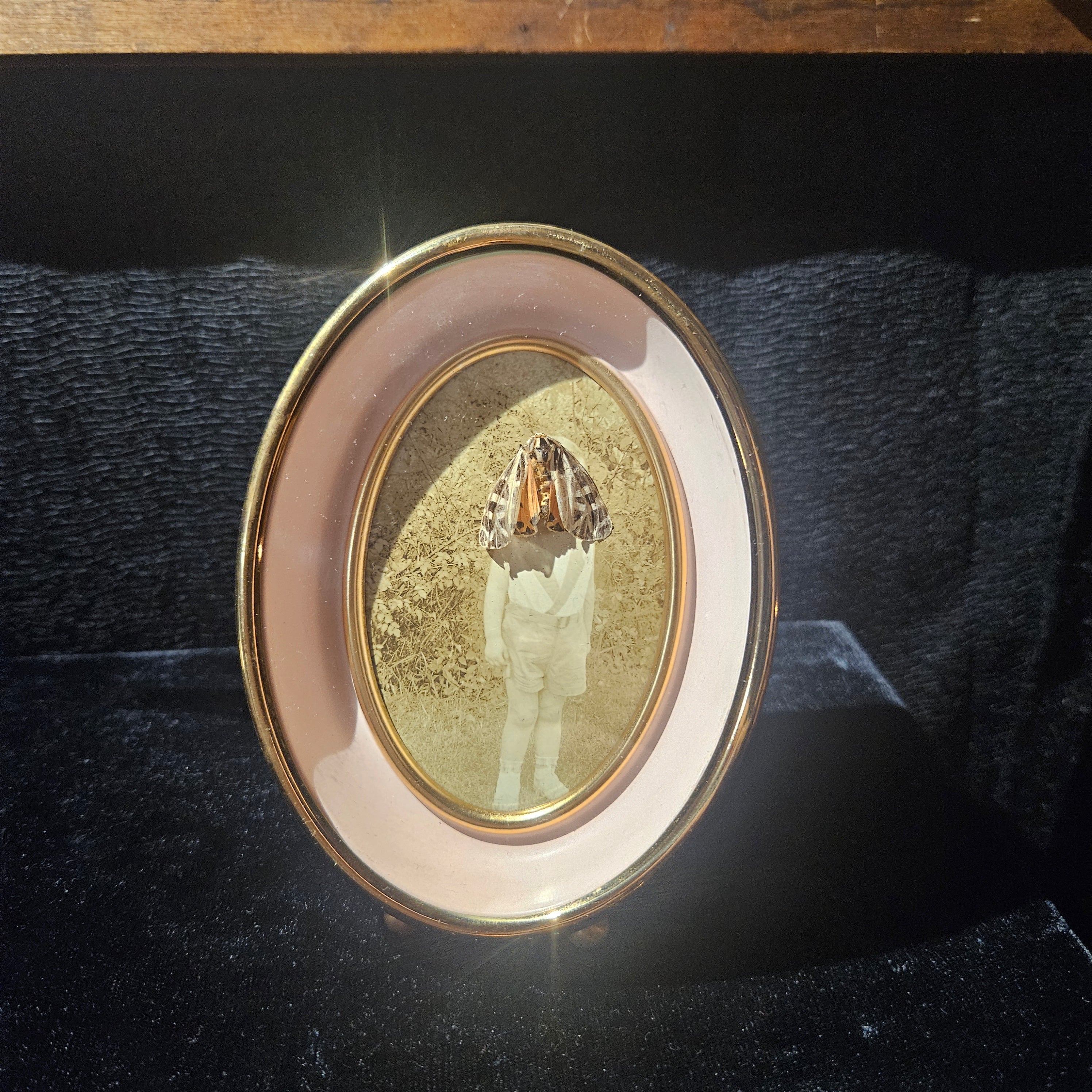 Antique Photograph & Tiger Moth Gold Oval Frame Shadowbox