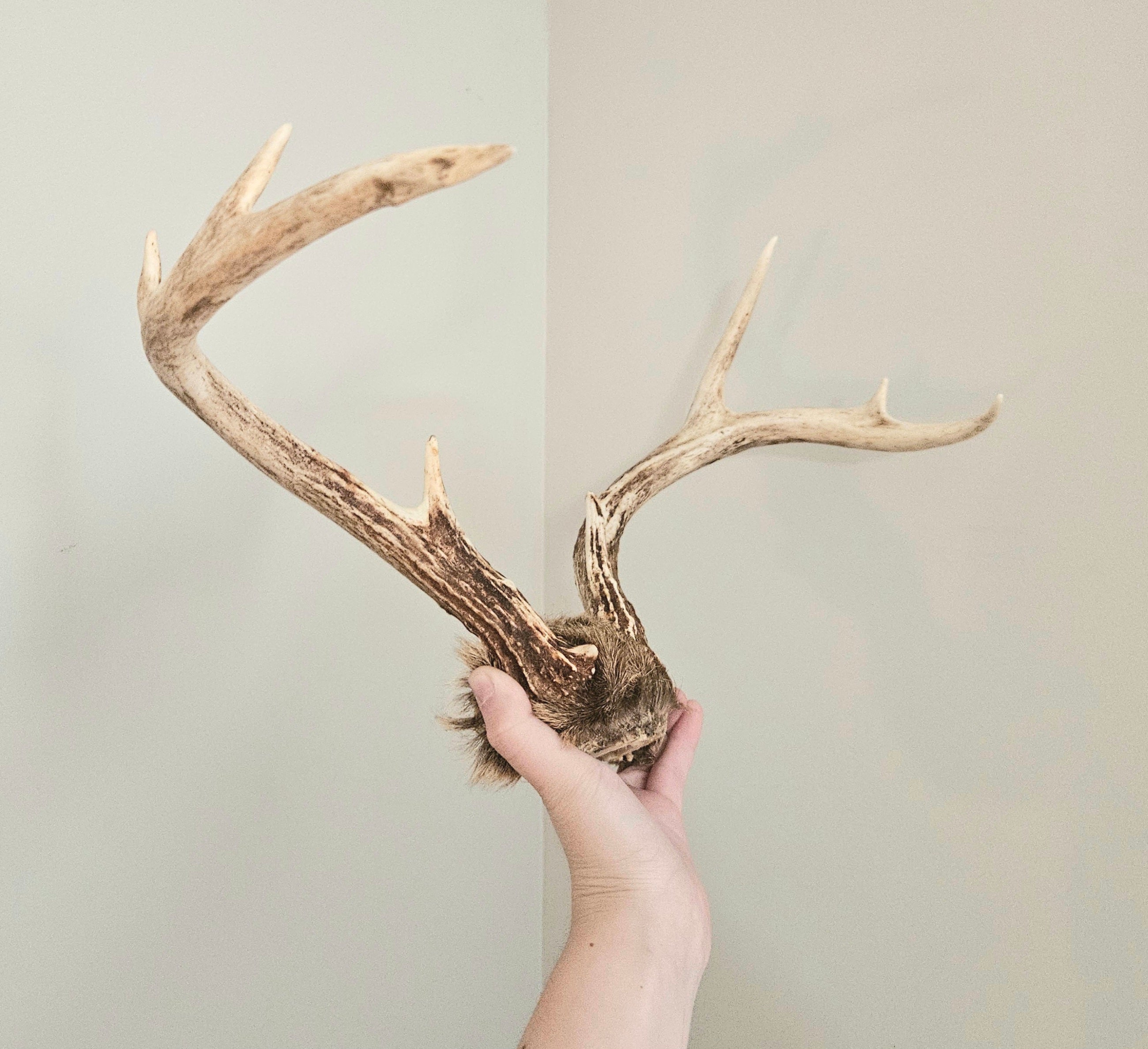 Vintage 8 Point Deer Antler Mount With Fur