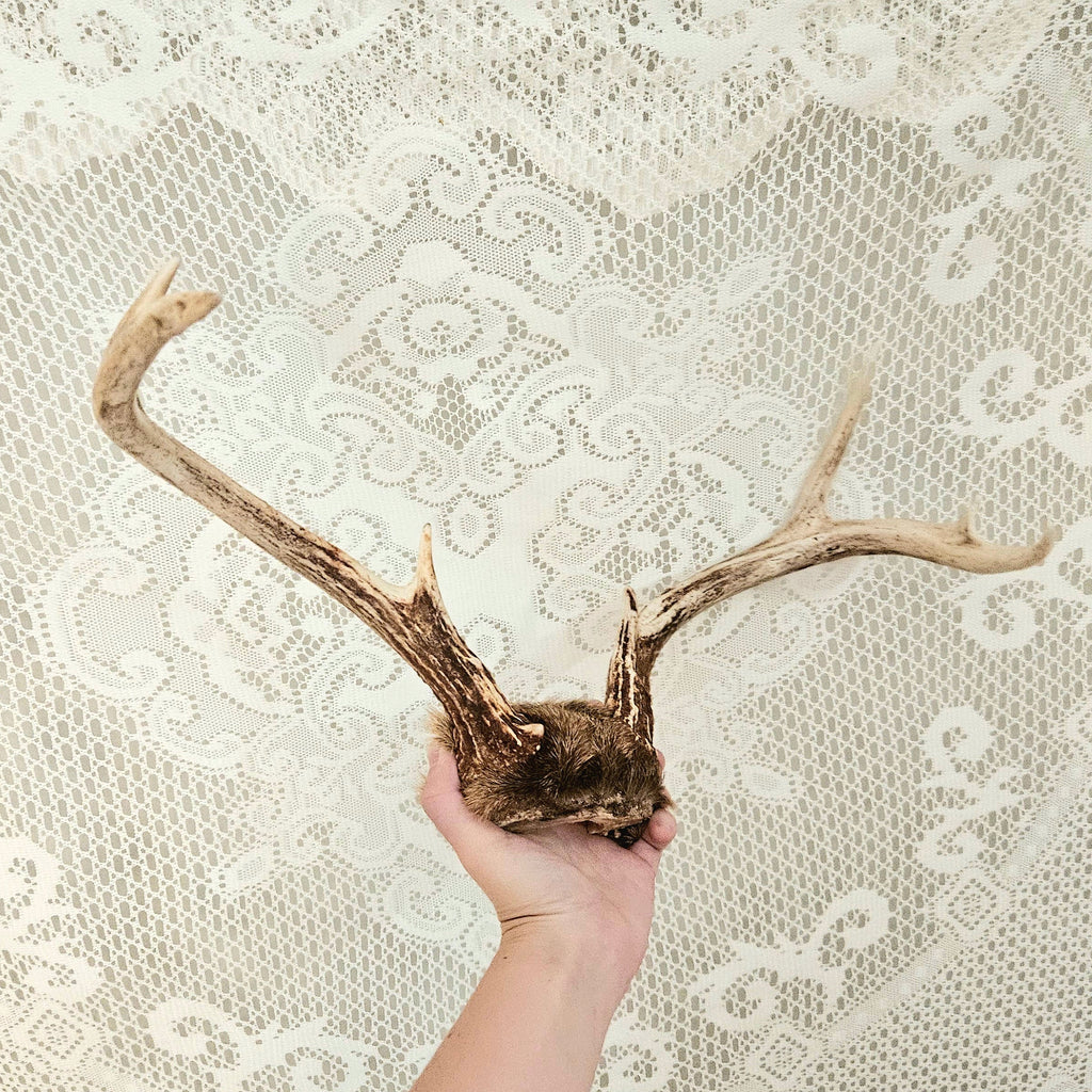 Vintage 8 Point Deer Antler Mount With Fur