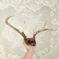 Vintage 8 Point Deer Antler Mount With Fur