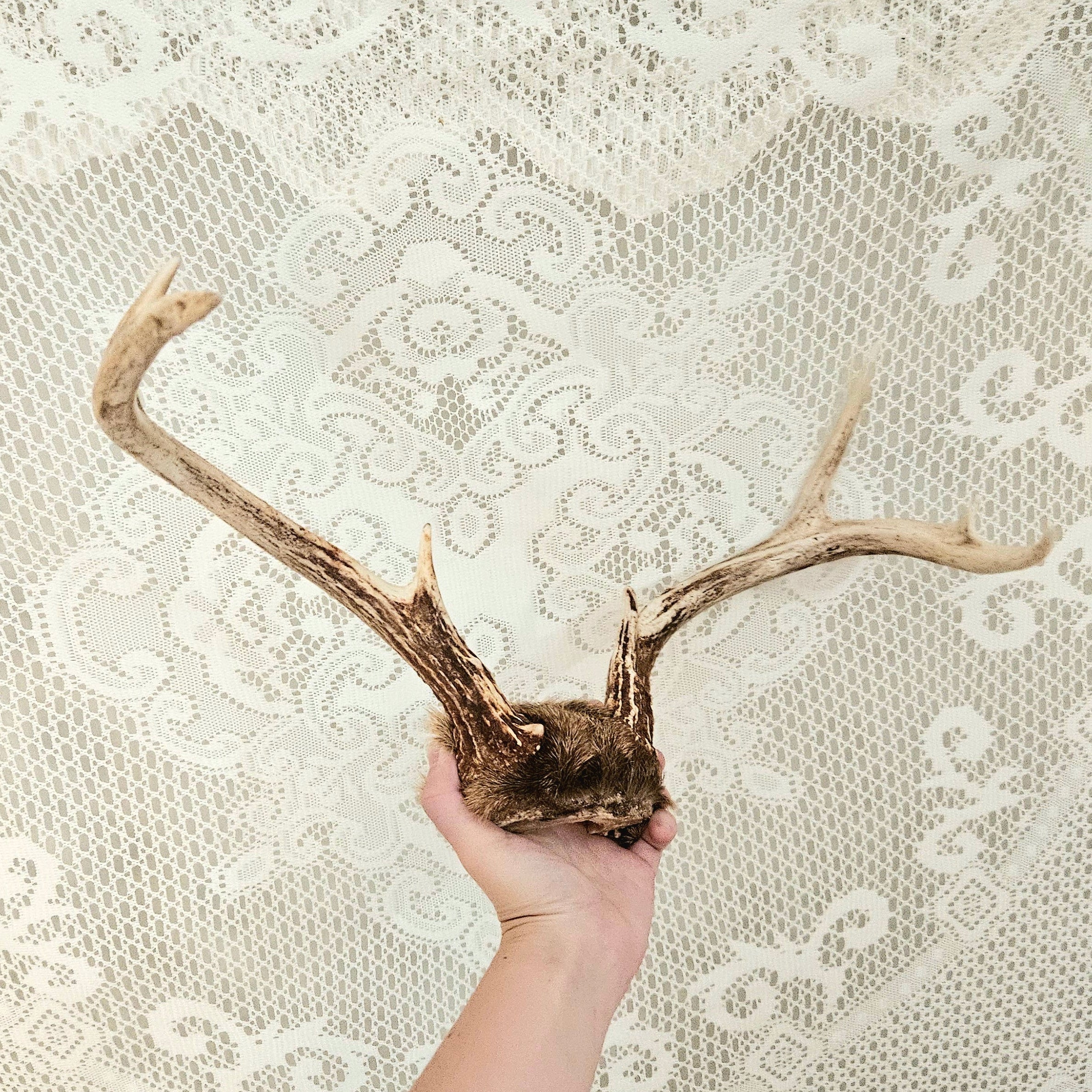 Vintage 8 Point Deer Antler Mount With Fur