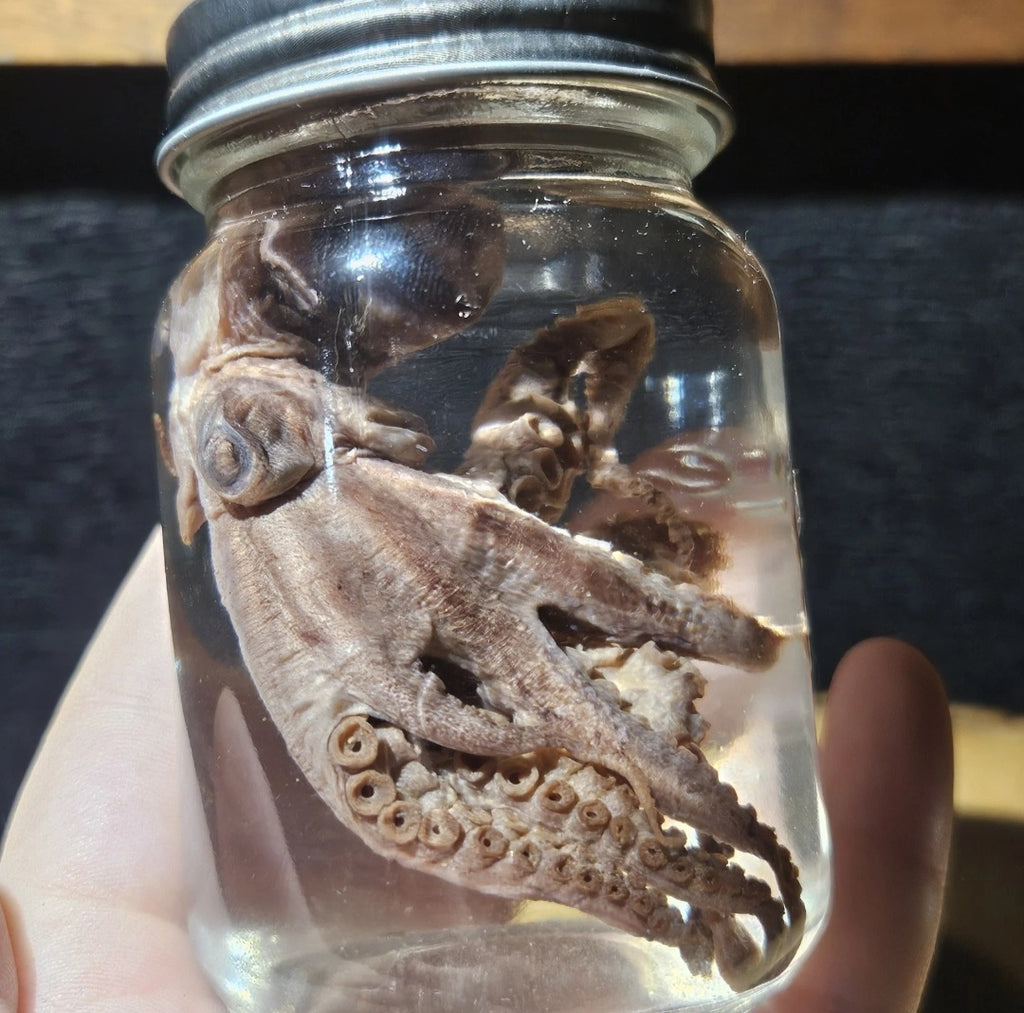 Vintage Octopus Lab Wet Specimen