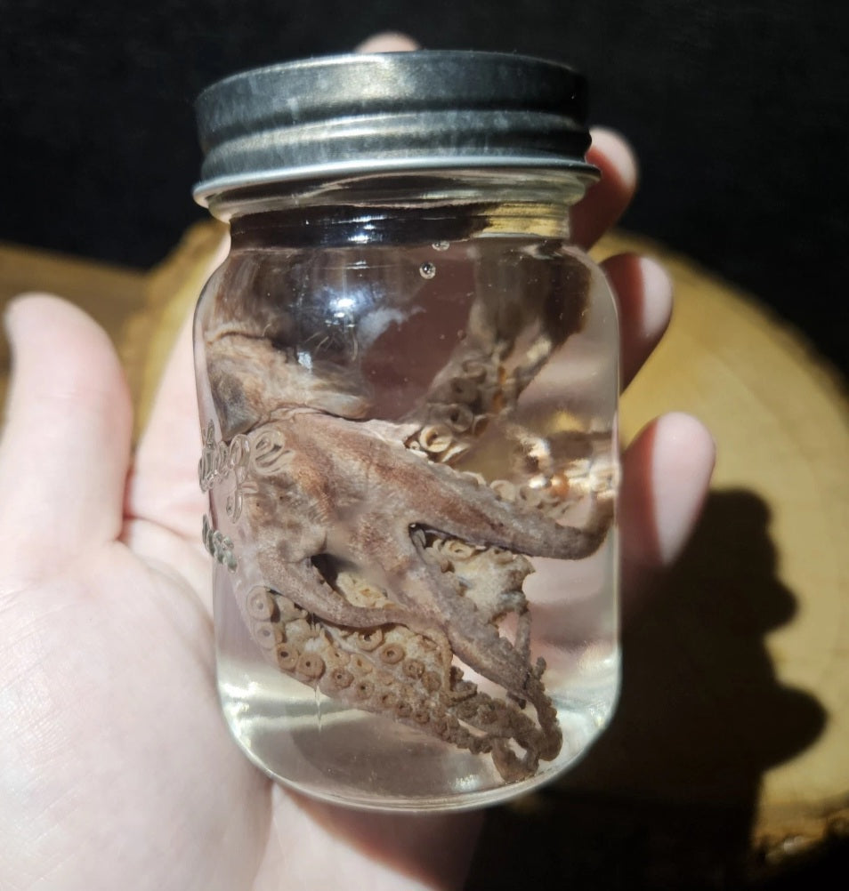 Vintage Octopus Lab Wet Specimen