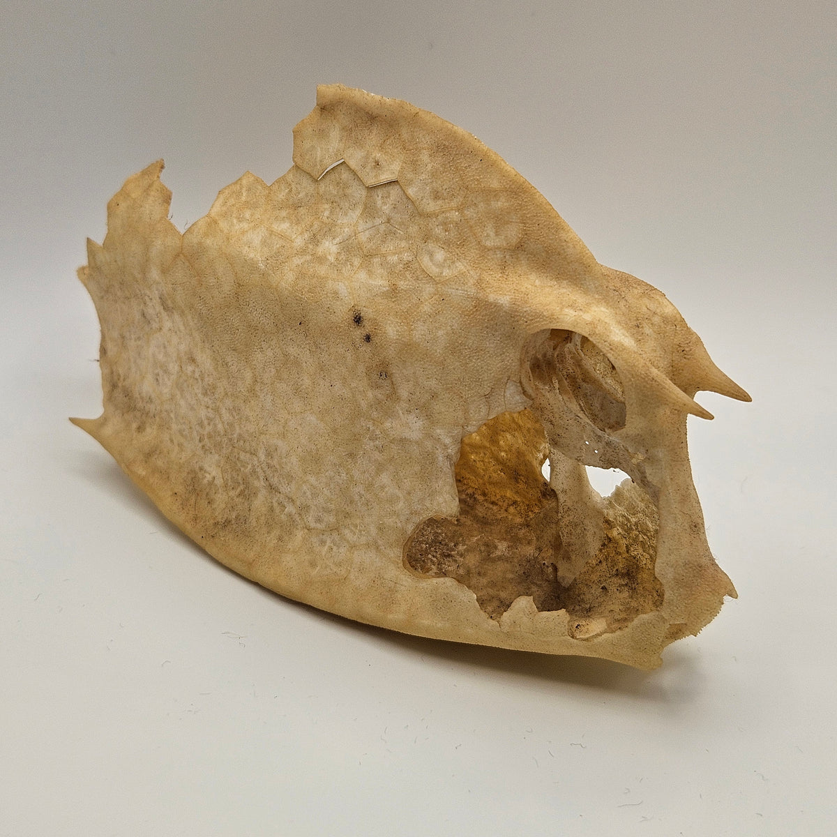 Cowfish Skeleton
