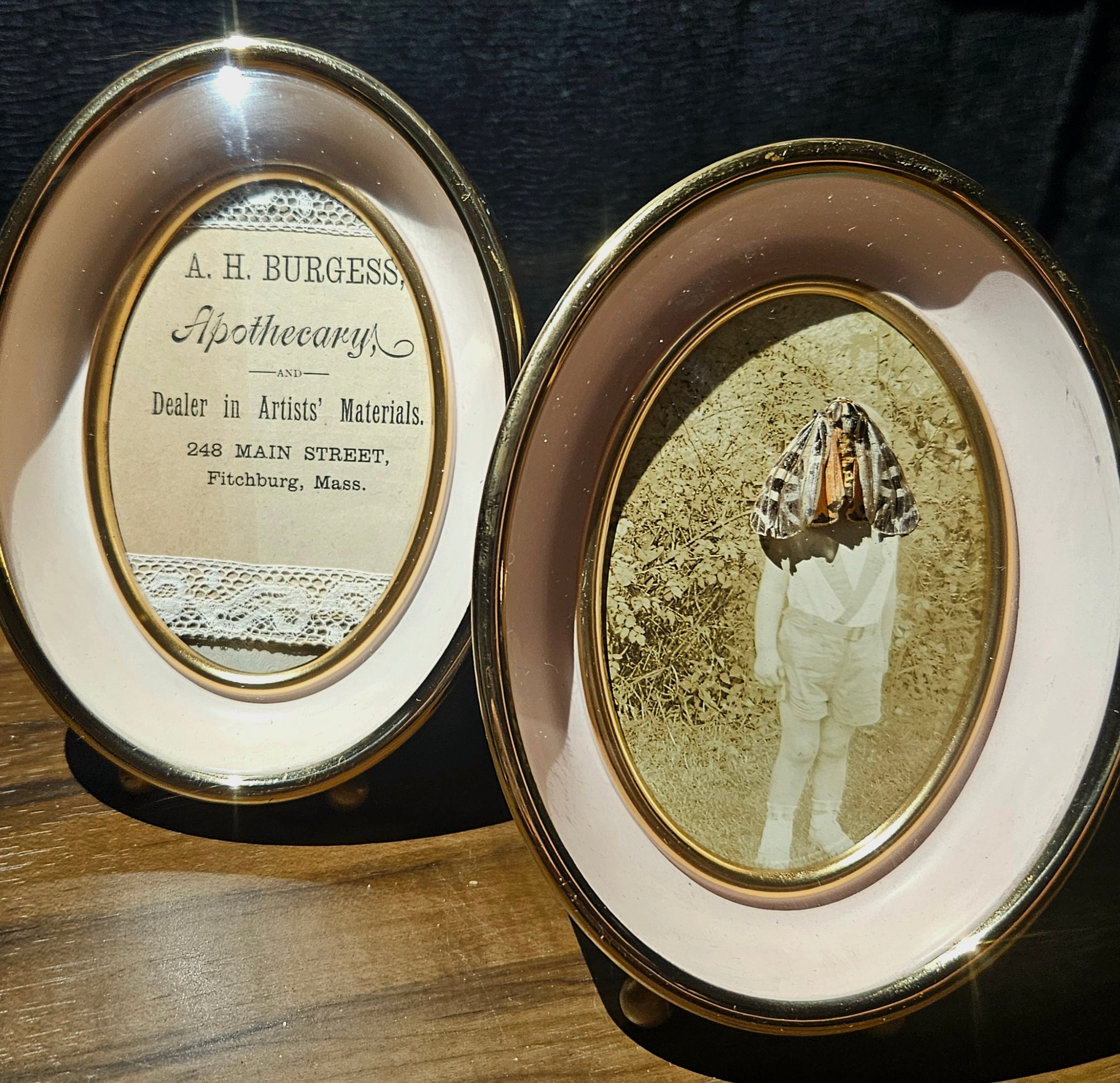 Antique Photograph & Tiger Moth Gold Oval Frame Shadowbox