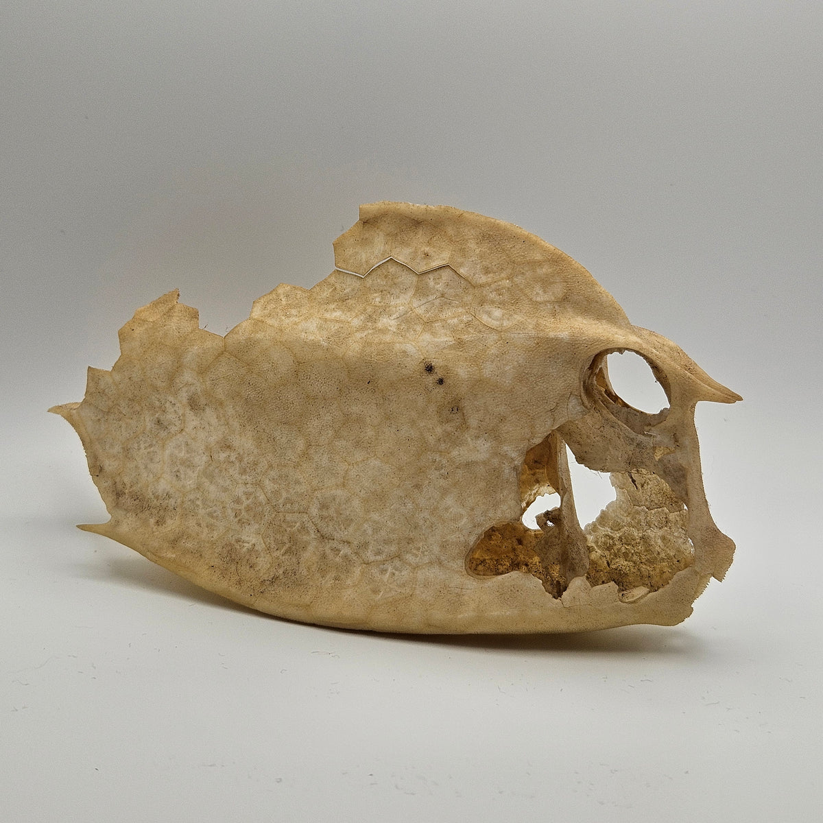 Cowfish Skeleton