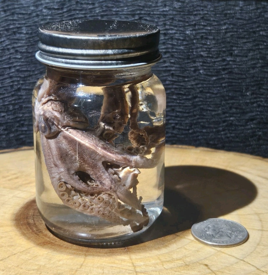 Vintage Octopus Lab Wet Specimen