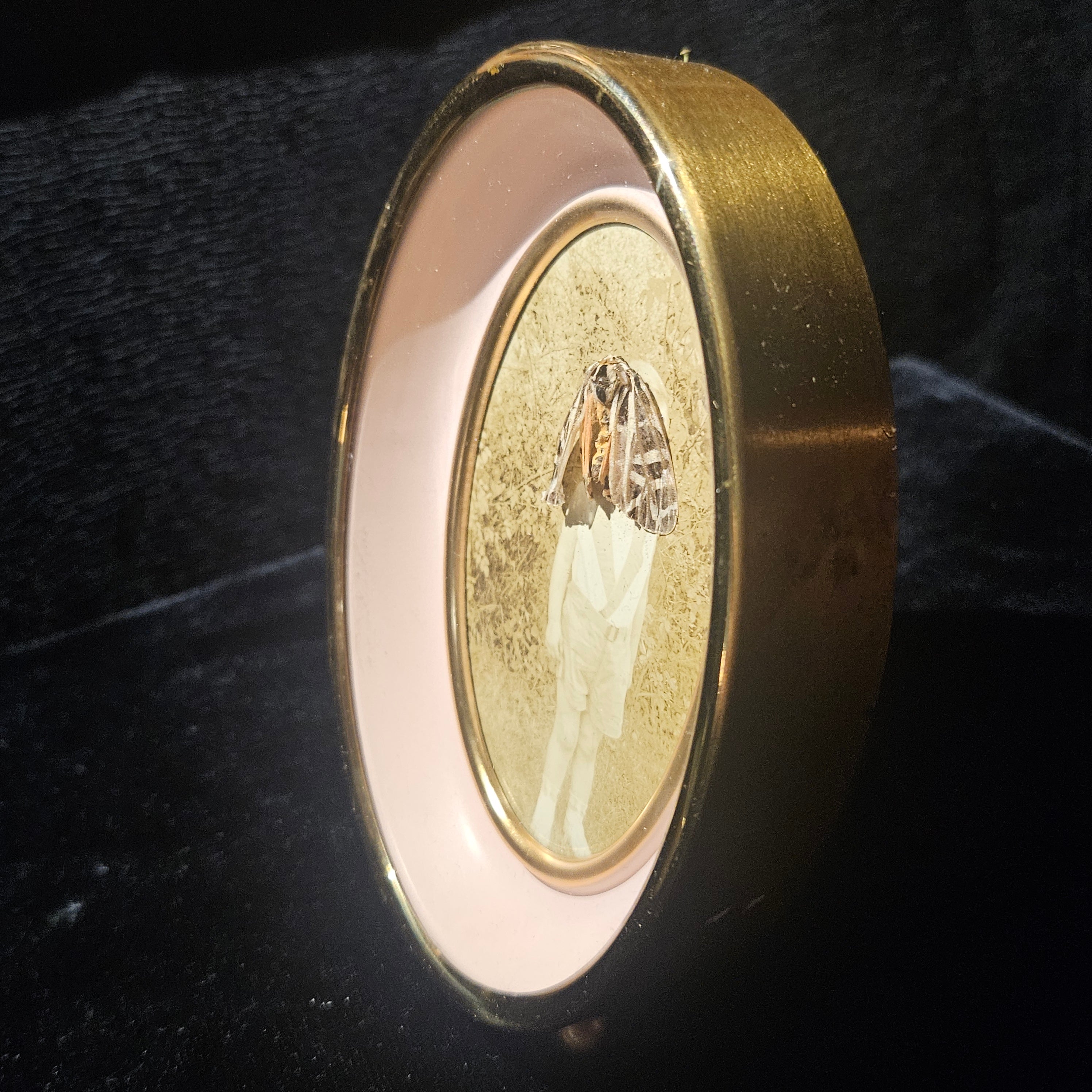 Antique Photograph & Tiger Moth Gold Oval Frame Shadowbox